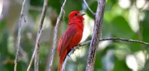 Wetlands Park Friends