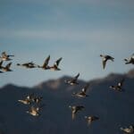 Wetlands Park Friends