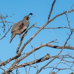 Wetlands Park Friends