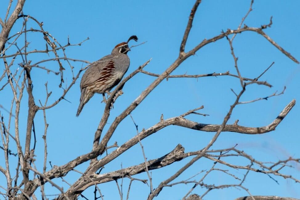 Wetlands Park Friends