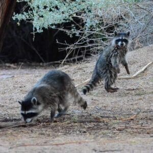 Wetlands Park Friends