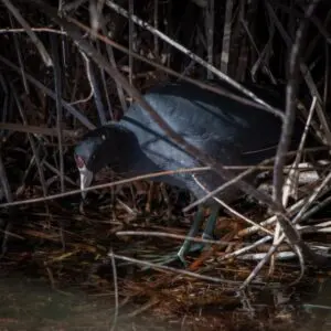 Wetlands Park Friends