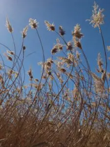Wetlands Park Friends