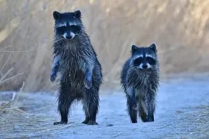 Wetlands Park Friends