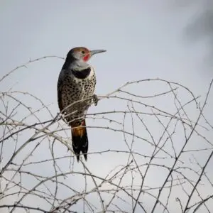 Wetlands Park Friends