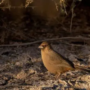 Wetlands Park Friends