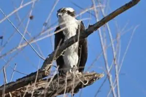 Wetlands Park Friends