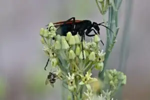 Wetlands Park Friends