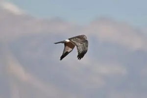 Wetlands Park Friends