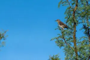 Wetlands Park Friends