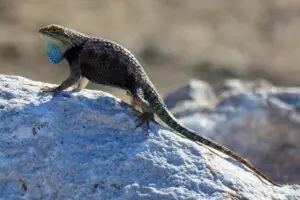 Wetlands Park Friends