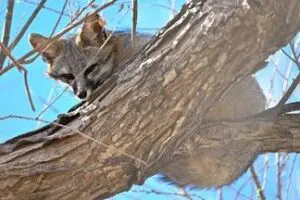 Wetlands Park Friends