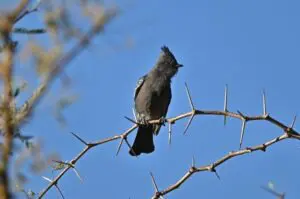 Wetlands Park Friends