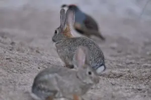 Wetlands Park Friends