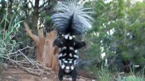 Wetlands Park Friends