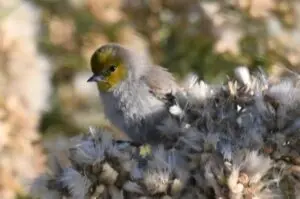 Wetlands Park Friends