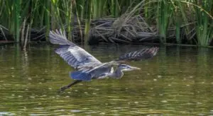 Wetlands Park Friends