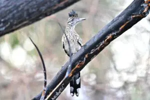 Wetlands Park Friends