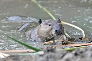Wetlands Park Friends