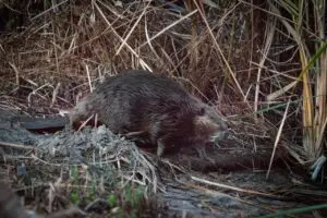 Wetlands Park Friends
