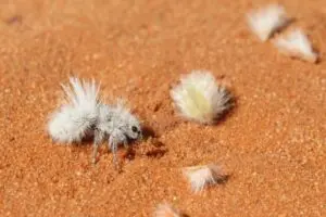 Wetlands Park Friends