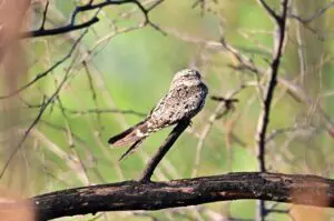 Wetlands Park Friends