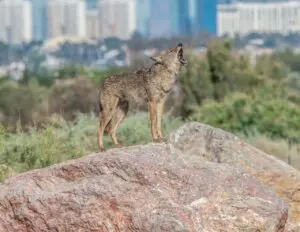 Wetlands Park Friends