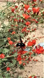 Wetlands Park Friends