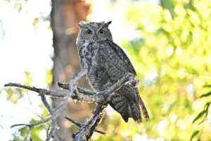 Wetlands Park Friends