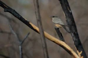 Wetlands Park Friends