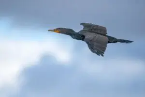 Wetlands Park Friends