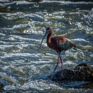 Wetlands Park Friends