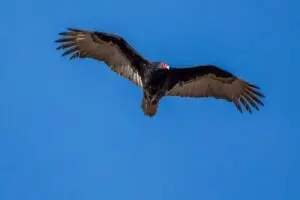 Wetlands Park Friends