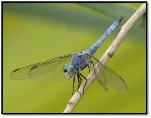 Wetlands Park Friends