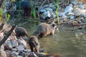 Wetlands Park Friends