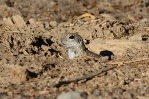 Wetlands Park Friends