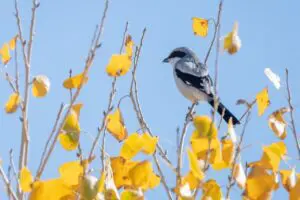 Wetlands Park Friends