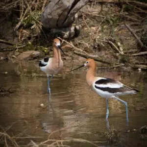 Wetlands Park Friends