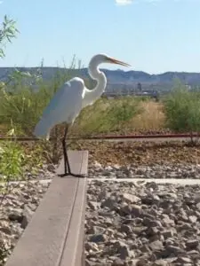 Wetlands Park Friends