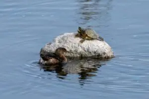 Wetlands Park Friends
