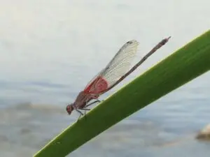 Wetlands Park Friends