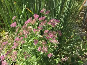 Wetlands Park Friends