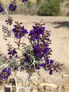 Wetlands Park Friends