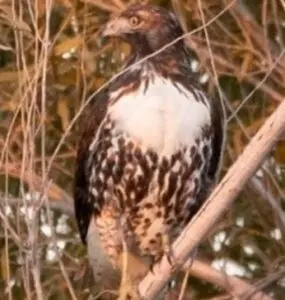 Wetlands Park Friends