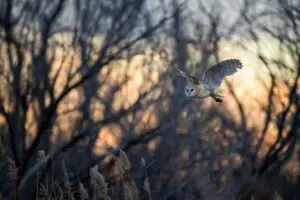 Wetlands Park Friends