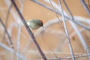 Wetlands Park Friends