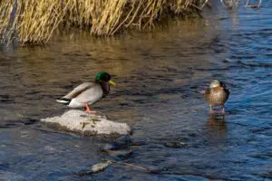 Mallard Walker