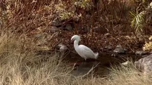 Snowy Egret