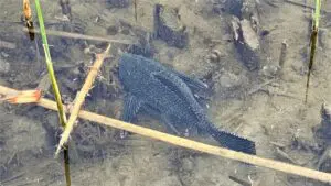 Wetlands Park Plecostomus Don Drake
