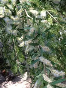 Wetlands Park Sandbar Willow Raffel